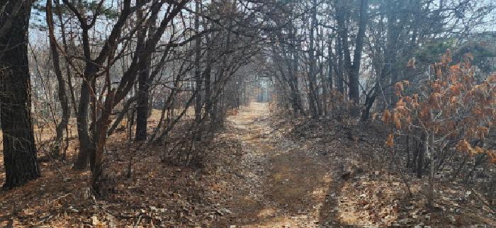 경기도 파주시 문산읍 당동리 산83 임야 경매 사진 5