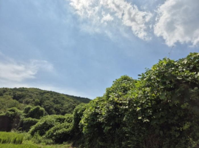 울산광역시 북구 신현동 산183 임야 경매 사진 2