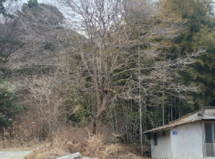 경상북도 성주군 금수강산면 광산리 967 답 경매 사진 20