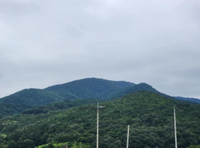 울산광역시 울주군 두서면 서하리 산105 임야 경매 사진 10