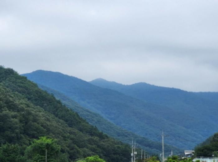 울산광역시 울주군 두서면 서하리 산105 임야 경매 사진 11