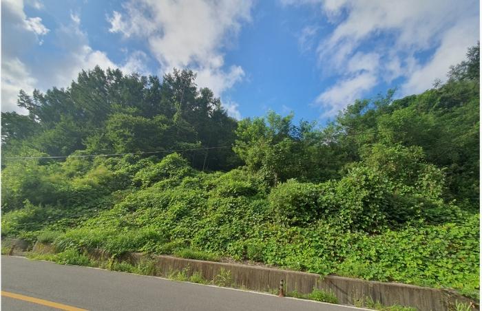 울산광역시 울주군 두서면 서하리 산105 임야 경매 사진 2