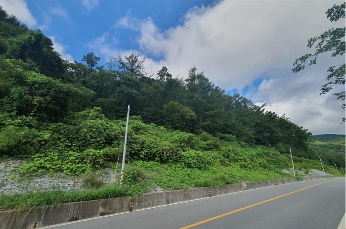 울산광역시 울주군 두서면 서하리 산105 임야 경매 사진 6