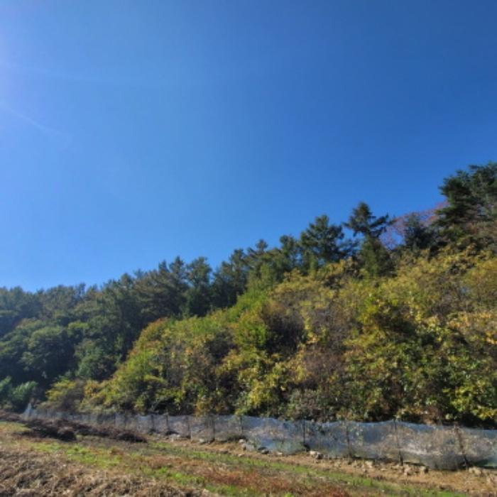 경기도 파주시 광탄면 발랑리 산83 임야 경매 사진 10
