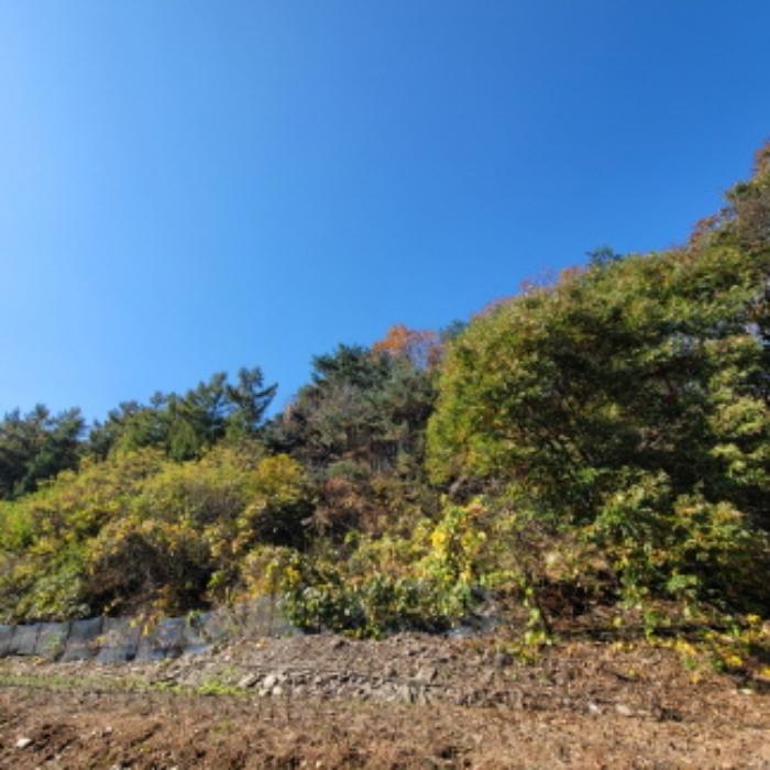 경기도 파주시 광탄면 발랑리 산83 임야 경매 사진 5