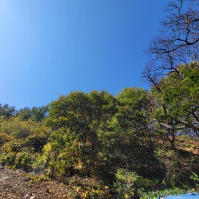경기도 파주시 광탄면 발랑리 산83 임야 경매 사진 6