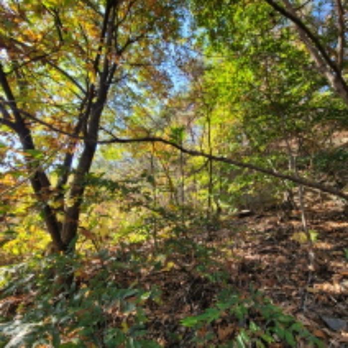 경기도 파주시 광탄면 발랑리 산83 임야 경매 사진 9
