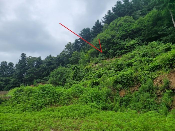 경기도 남양주시 수동면 지둔리 32-3 임야 경매 사진 11