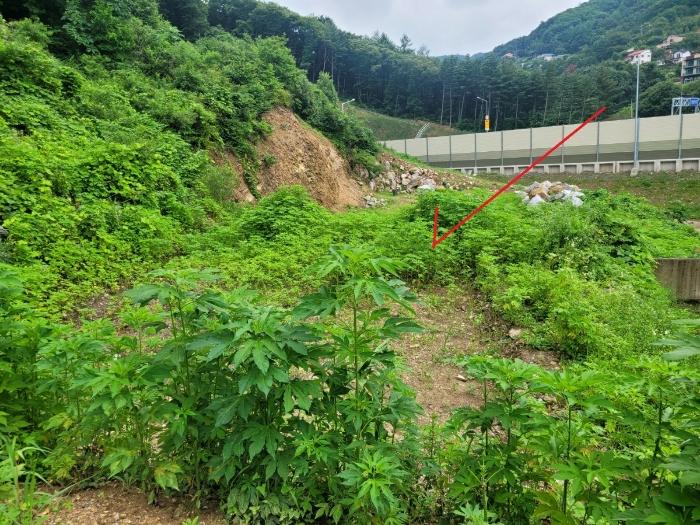 경기도 남양주시 수동면 지둔리 32-3 임야 경매 사진 3