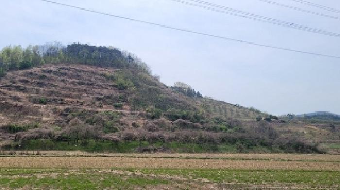 경상남도 함안군 칠북면 덕남리 1248 과수원 경매 사진 5