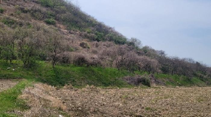 경상남도 함안군 칠북면 덕남리 1248 과수원 경매 사진 6
