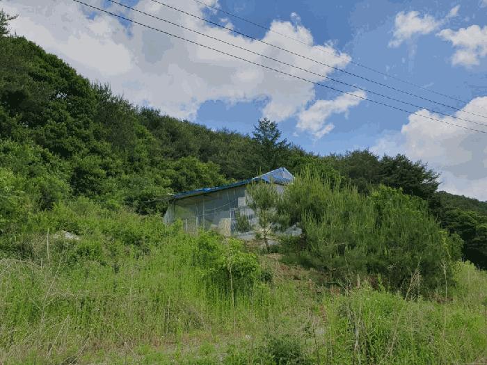 강원특별자치도 화천군 사내면 사창리 산3 임야 경매 사진 1