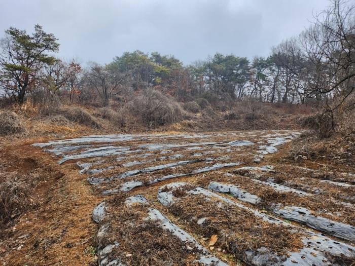 충청북도 단양군 매포읍 우덕리 105 전 경매 사진 13