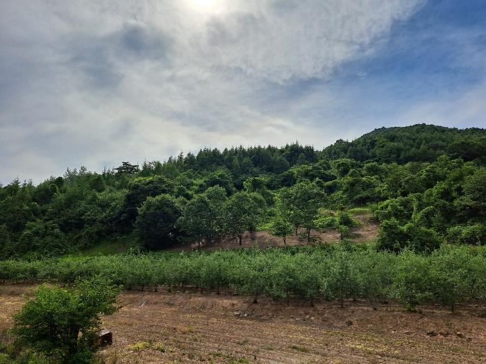 충청북도 제천시 덕산면 도전리 1015 전 경매 사진 11