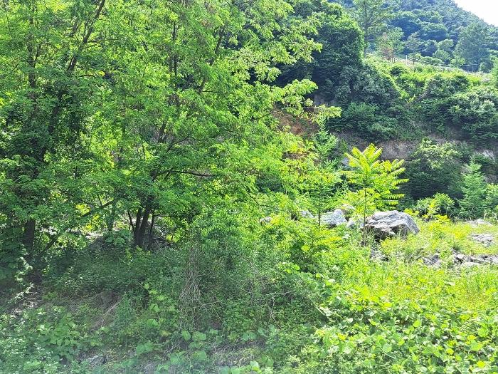 충청북도 제천시 덕산면 도전리 1015 전 경매 사진 15