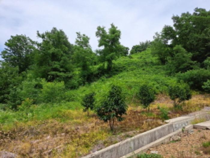 충청북도 제천시 덕산면 도전리 1015 전 경매 사진 30