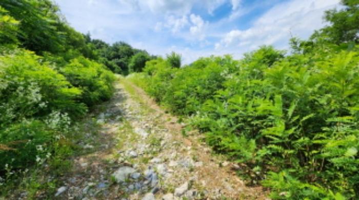 충청북도 제천시 덕산면 도전리 1015 전 경매 사진 46