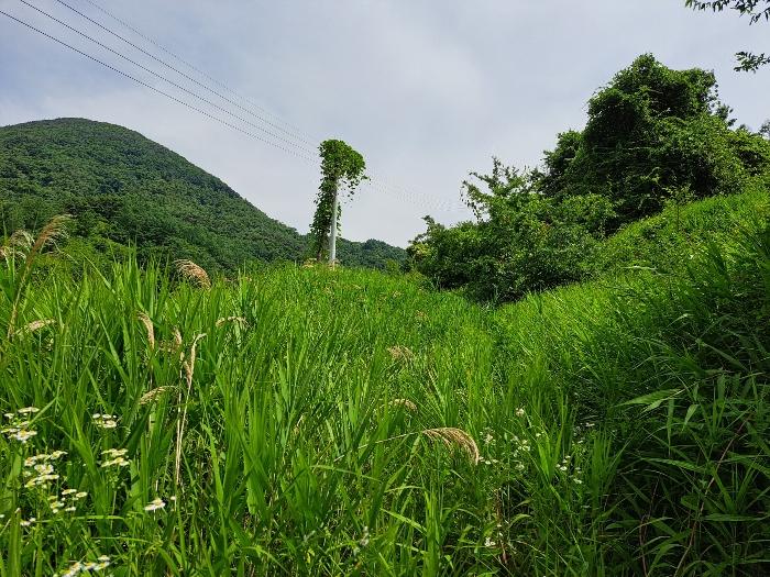 충청북도 제천시 덕산면 도전리 1015 전 경매 사진 9