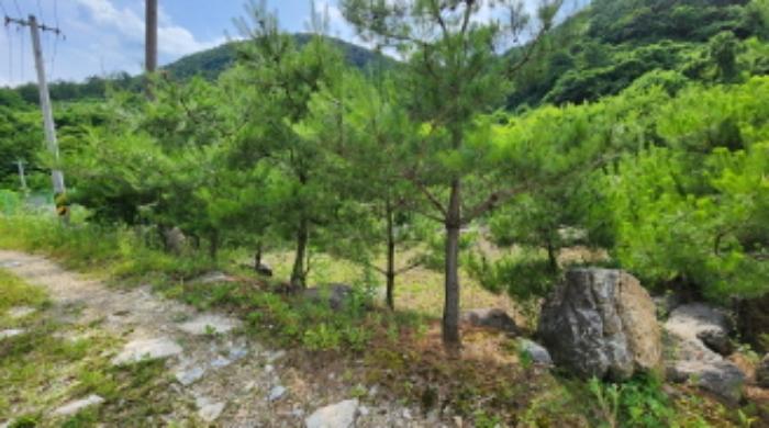 충청북도 제천시 덕산면 도전리 1031-1 전 경매 사진 41