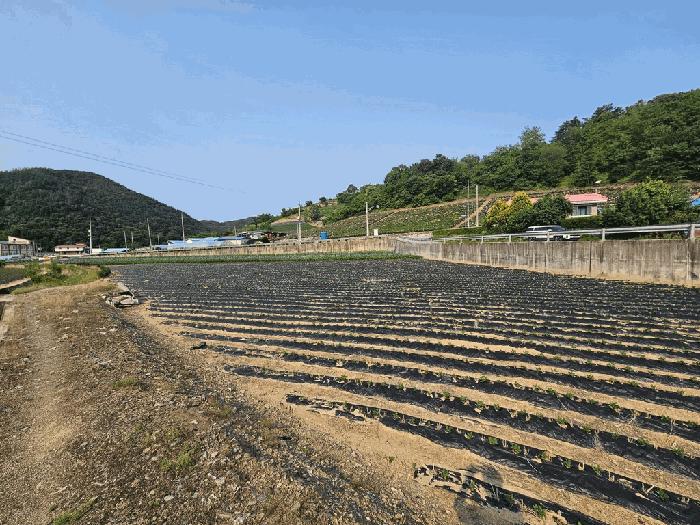 충청북도 제천시 수산면 내리 243-2 답 경매 사진 3