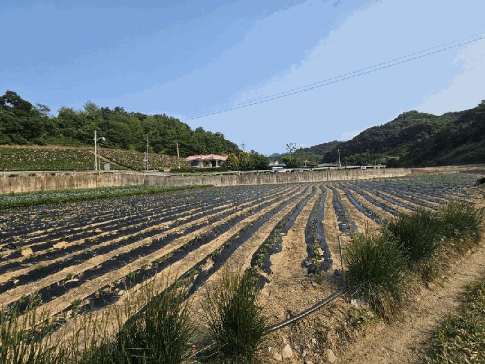 충청북도 제천시 수산면 내리 243-2 답 경매 사진 4