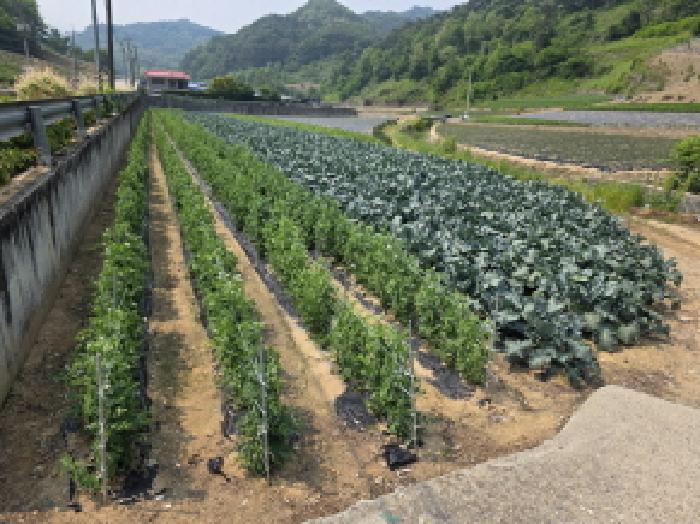 충청북도 제천시 수산면 내리 243-2 답 경매 사진 6