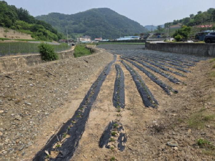 충청북도 제천시 수산면 내리 243-2 답 경매 사진 7