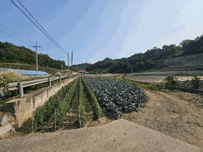 충청북도 제천시 수산면 내리 243-2 답 경매 사진 8