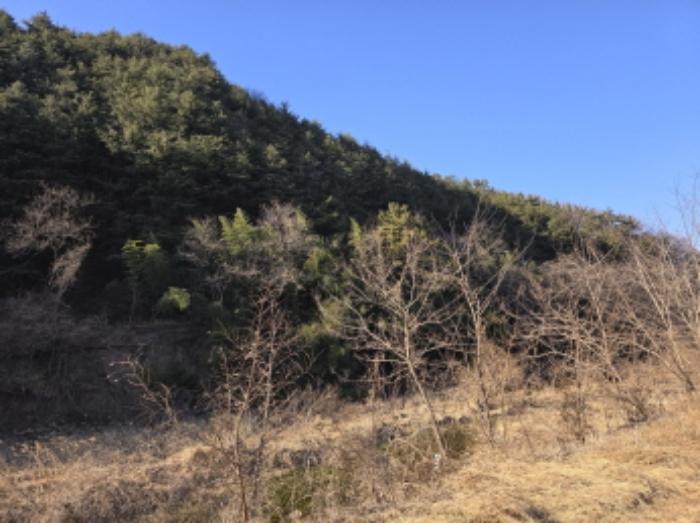 경상북도 영천시 북안면 고지리 산113 임야 경매 사진 2