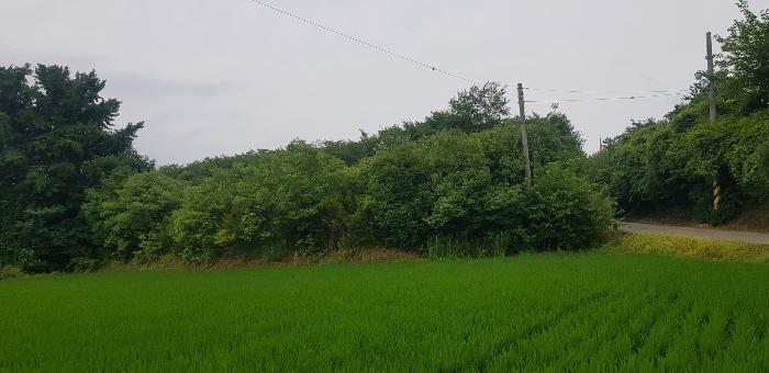 경상남도 진주시 일반성면 창촌리 456-2 전 경매 사진 4