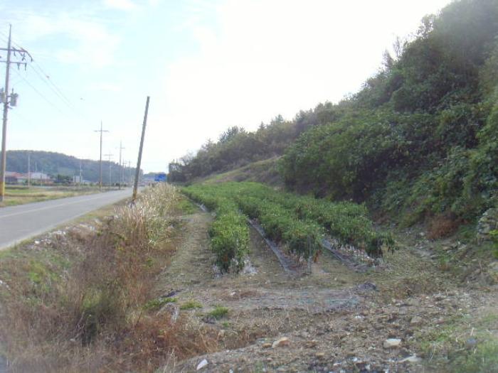 전라남도 진도군 의신면 만길리 402-4 답 경매 사진 6