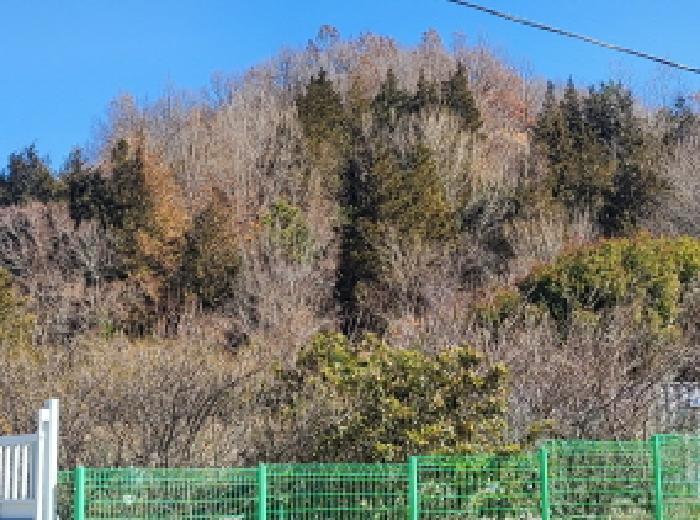 전라남도 여수시 화양면 화동리 산56 임야 경매 사진 13