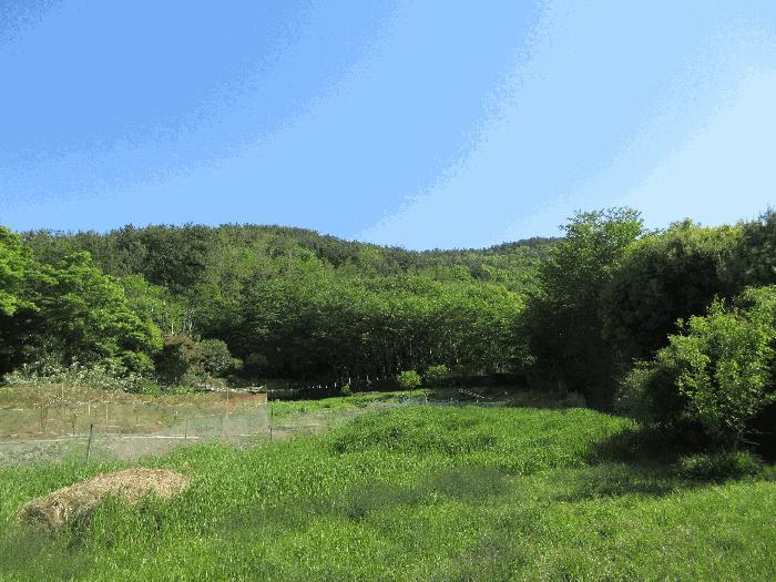 경상남도 거제시 일운면 소동리 636-17 답 경매 사진 2