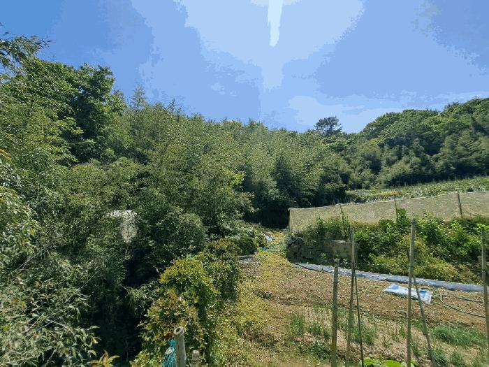 전라남도 여수시 율촌면 월산리 산79 임야 경매 사진 3