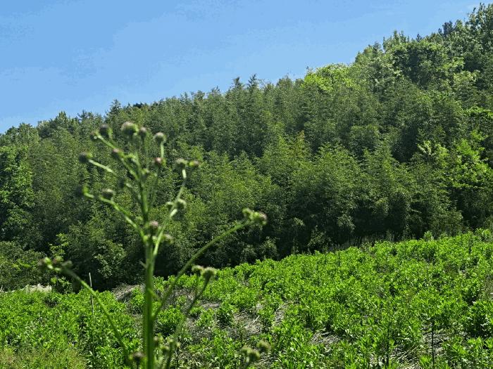 전라남도 여수시 율촌면 월산리 산79 임야 경매 사진 5