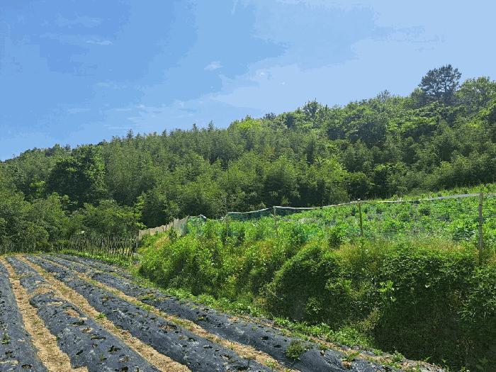 전라남도 여수시 율촌면 월산리 산79 임야 경매 사진 6