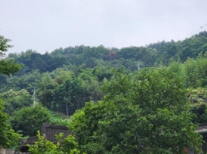 전라남도 여수시 율촌면 월산리 산79 임야 경매 사진 7