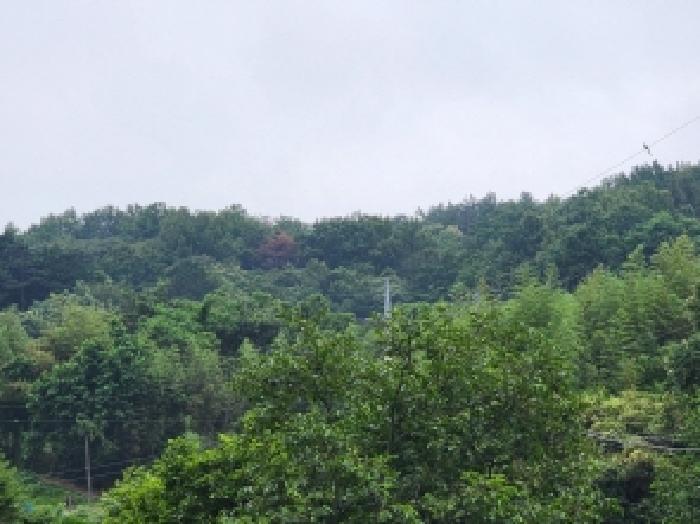 전라남도 여수시 율촌면 월산리 산79 임야 경매 사진 9