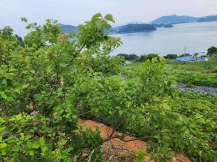 전라남도 여수시 화양면 이목리 산651-1 임야 경매 사진 23