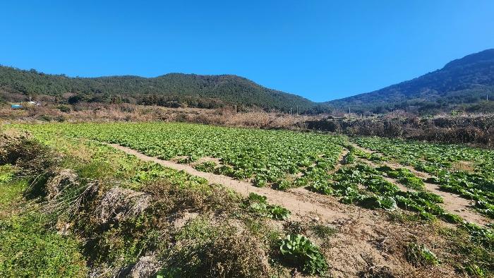 전라남도 완도군 청산면 읍리 442 전 경매 사진 2