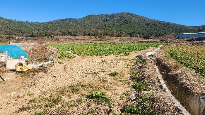 전라남도 완도군 청산면 읍리 442 전 경매 사진 6
