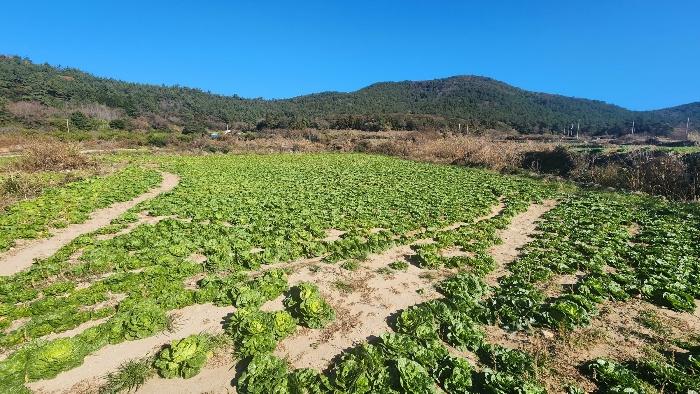 전라남도 완도군 청산면 읍리 442 전 경매 사진 7