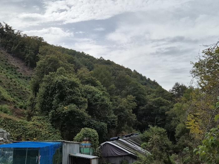충청북도 음성군 원남면 덕정리 11 임야 경매 사진 2