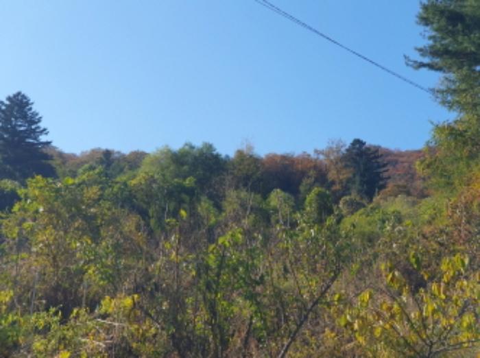 경기도 가평군 청평면 호명리 산108 임야 경매 사진 12
