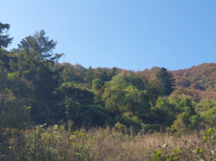 경기도 가평군 청평면 호명리 산108 임야 경매 사진 13