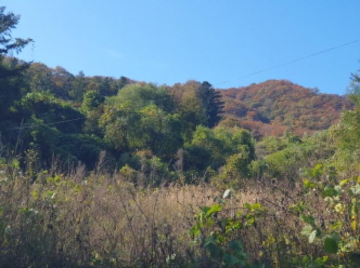 경기도 가평군 청평면 호명리 산108 임야 경매 사진 14