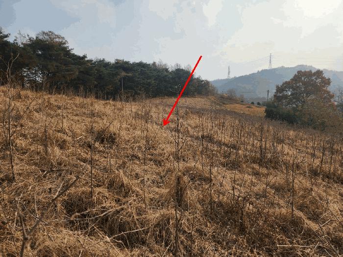 충청남도 당진시 송악읍 가학리 286-5 과수원 경매 사진 28