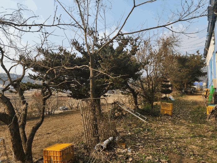 충청남도 당진시 송악읍 가학리 286-5 과수원 경매 사진 32