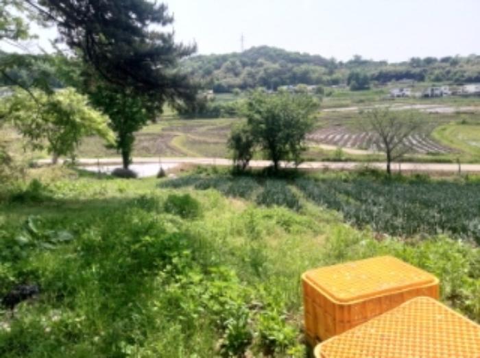 충청남도 당진시 송악읍 가학리 286-5 과수원 경매 사진 33