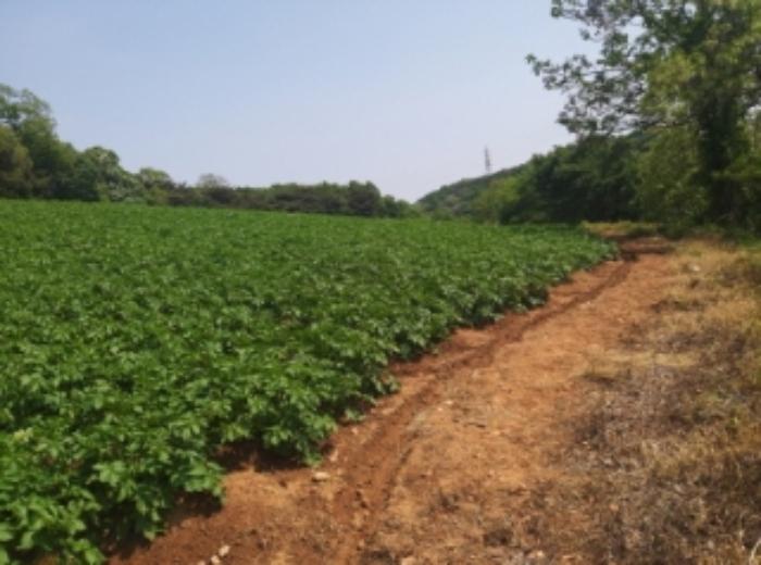 충청남도 당진시 송악읍 가학리 286-5 과수원 경매 사진 58